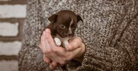 portland humane society|puppies for adoption portland oregon.